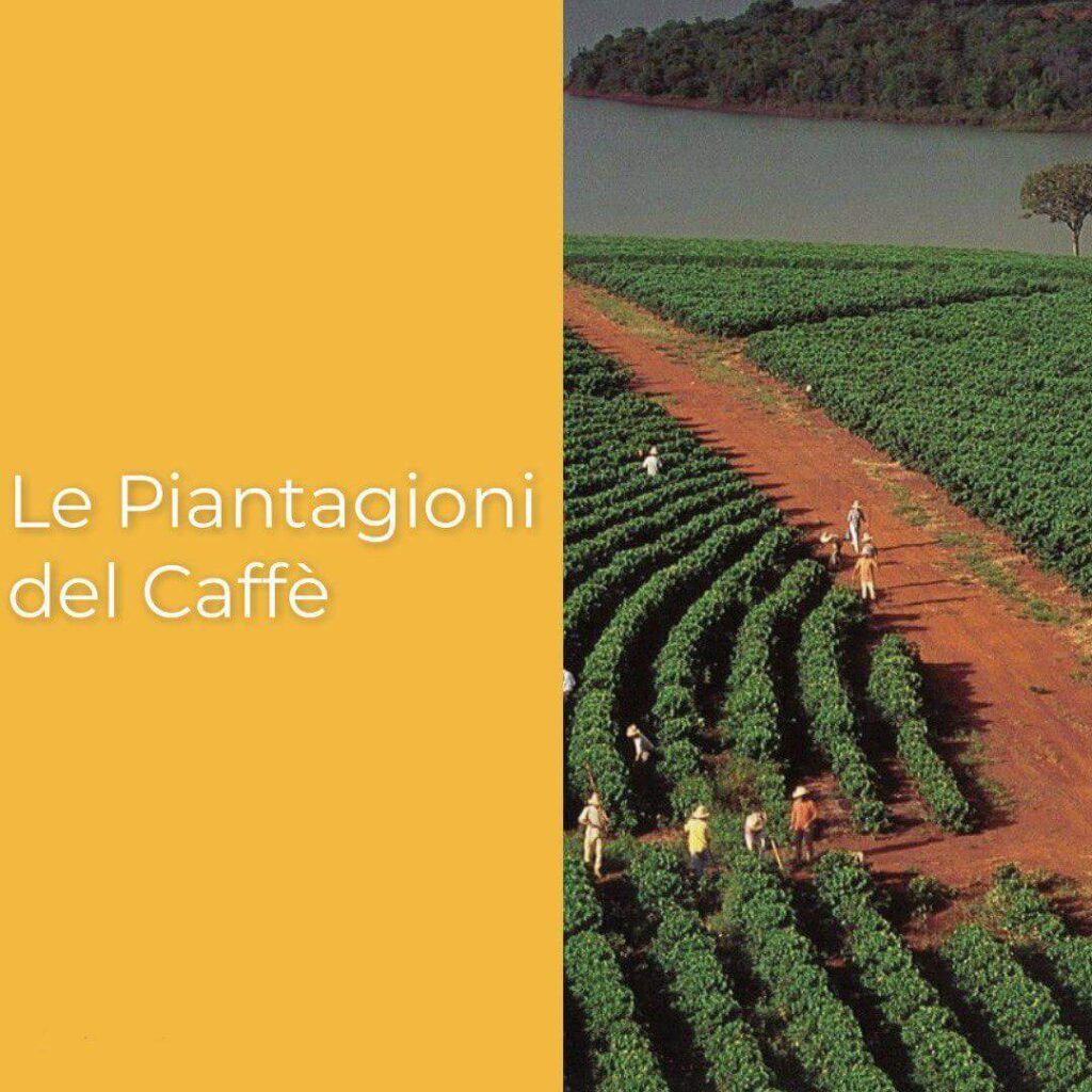 le piantagioni del caffè