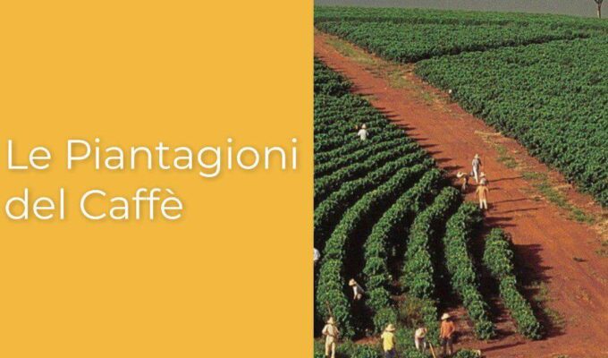 le piantagioni del caffè